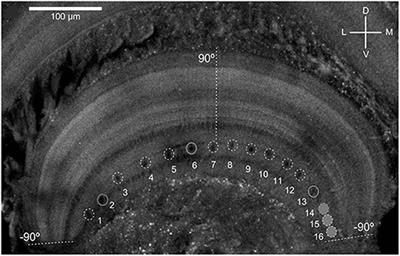 A Looming Spatial Localization Neural Network Inspired by MLG1 Neurons in the Crab Neohelice